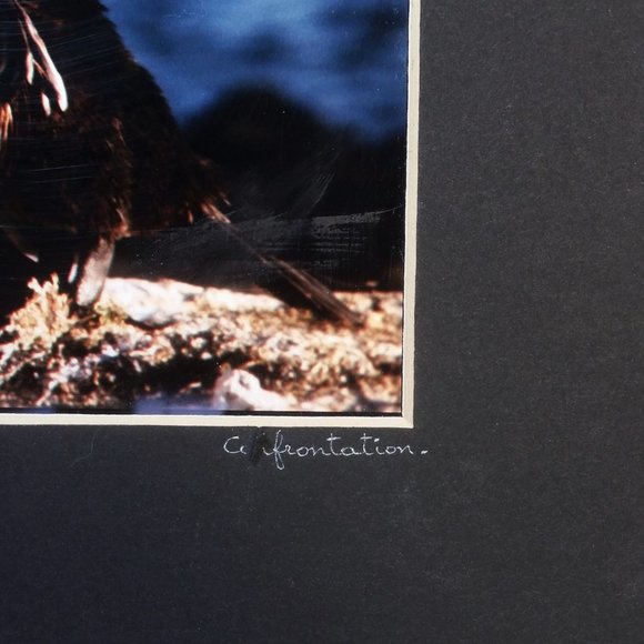 Galapagos Confrontation Framed Photo Numbered, Vintage Professional Photography - Picture 5 of 6